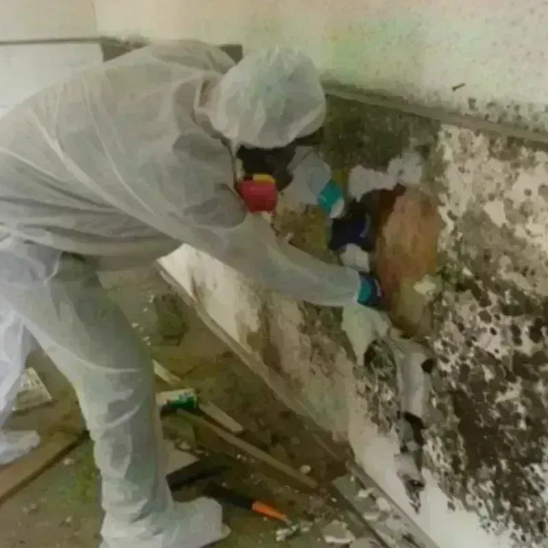 Mold Remediation and Removal in Granger, IN